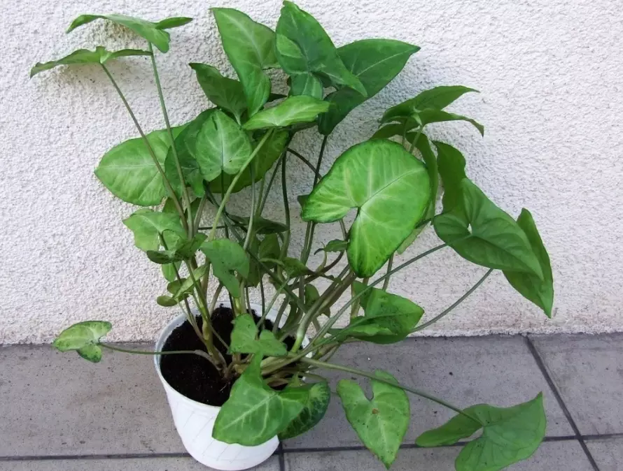 indoor plant propagation