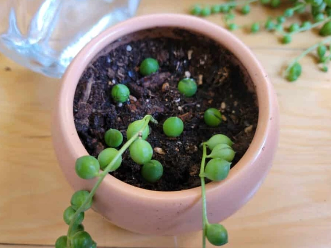 pearls plant cuttings pearls plant cuttings