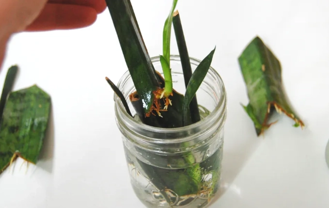 snake plant care snake plant care