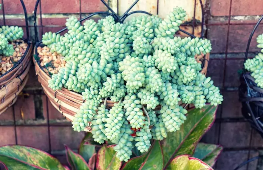 hanging succulent care