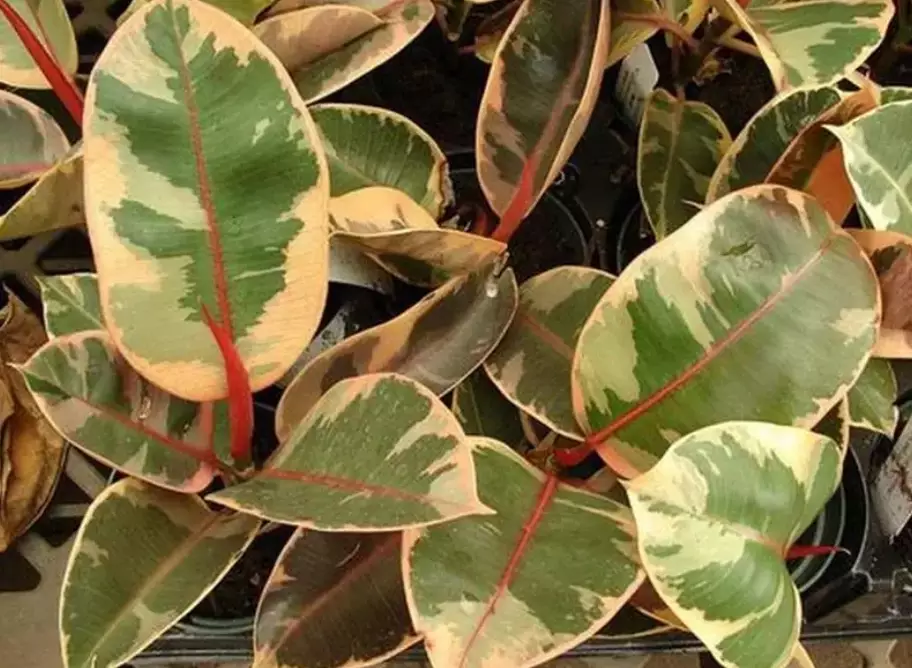 how to care for rubber plant