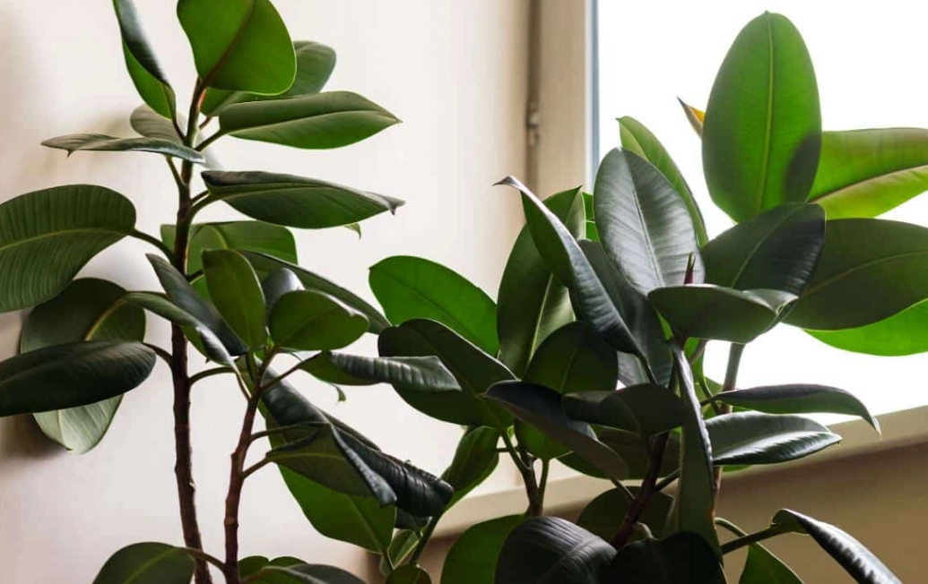 how to care for rubber plant