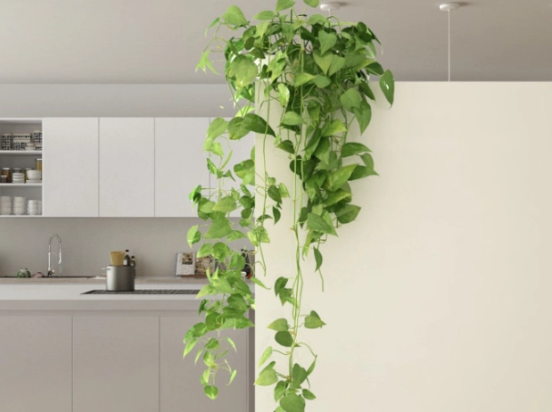 trailing houseplant care
