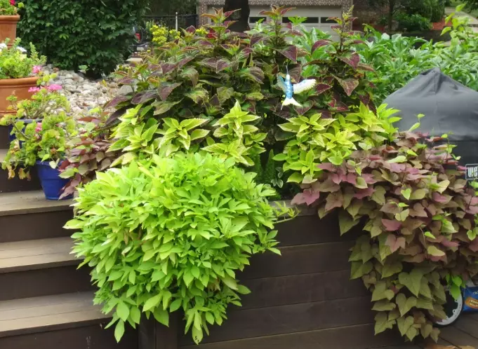 growing potato vine growing potato vine