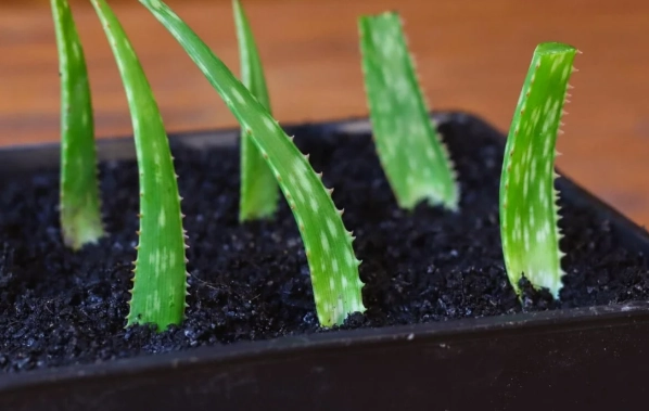 aloe cuttings
