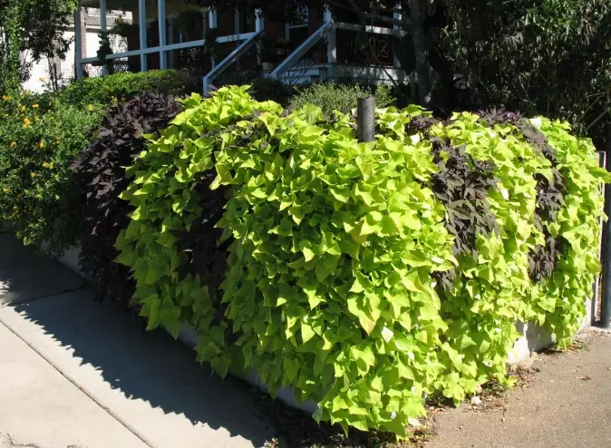 potato vine care potato vine care