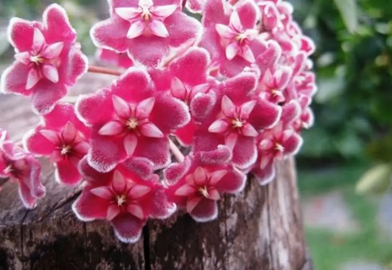 Hoya carnosa