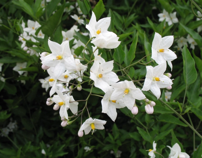 potato vine potato vine