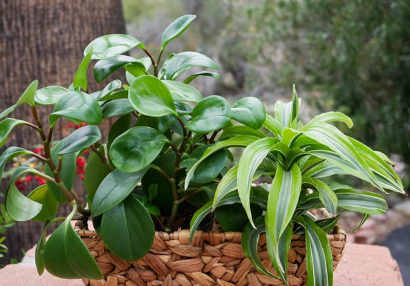 indoor plant problems