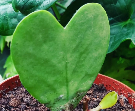 hoya kerrii propagation