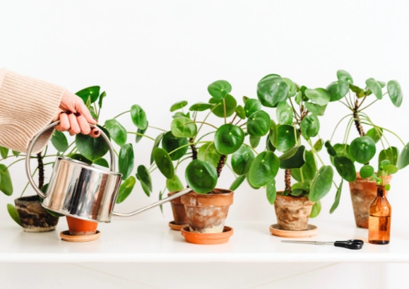 watering houseplants
