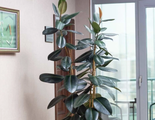 ficus elastica care
