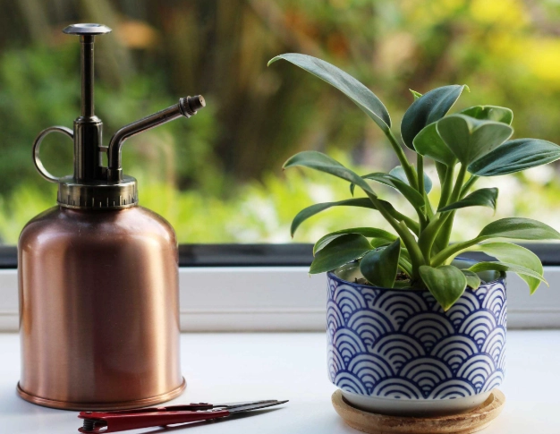 indoor plant watering schedule