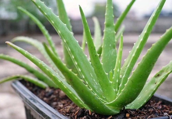 how to grow aloe how to grow aloe