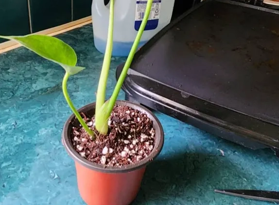 well draining potting mix well draining potting mix