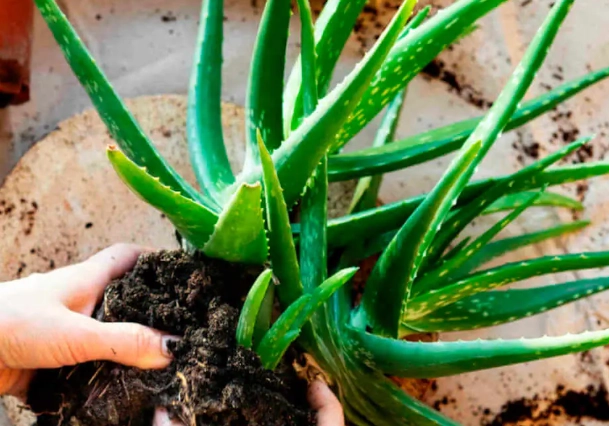 aloe vera watering