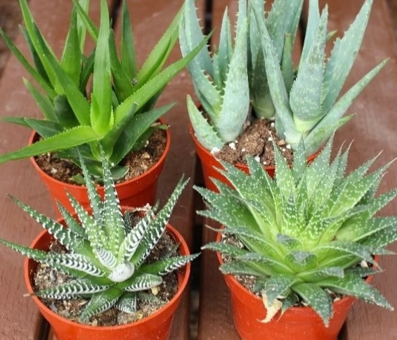 succulent potting mix