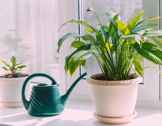 indoor plant watering schedule