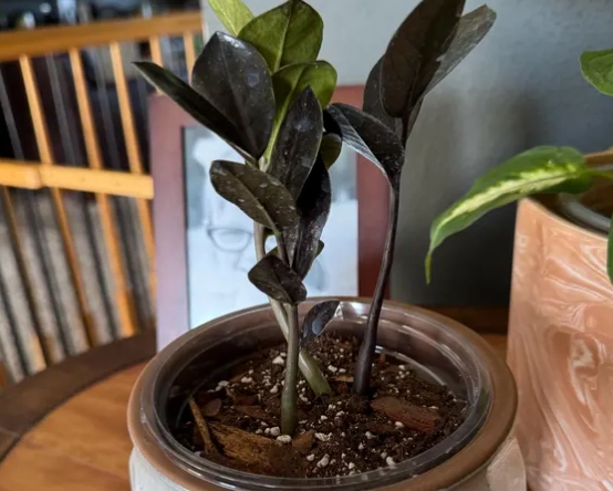 indoor plant soil mix indoor plant soil mix