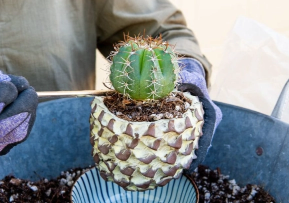 best soil for cactus