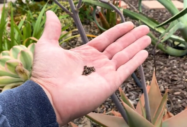 aloe vera plant care