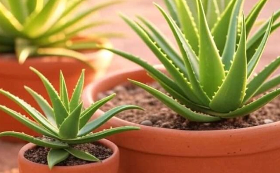 cactus mix for aloe vera