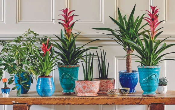 watering houseplants