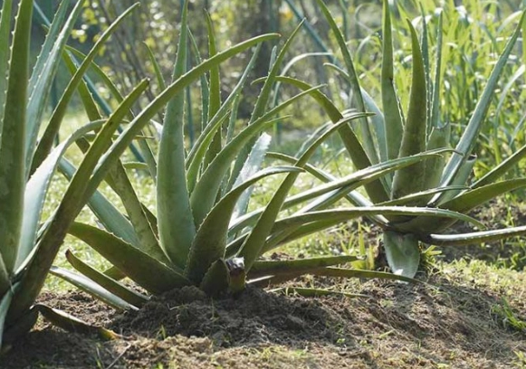 aloe vera watering