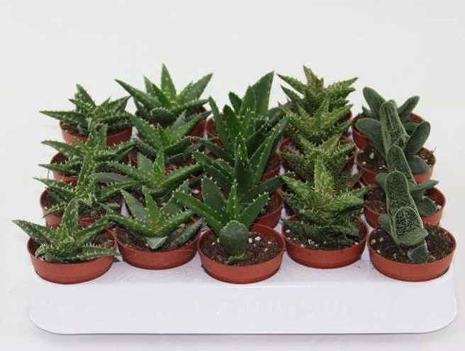 succulent potting mix