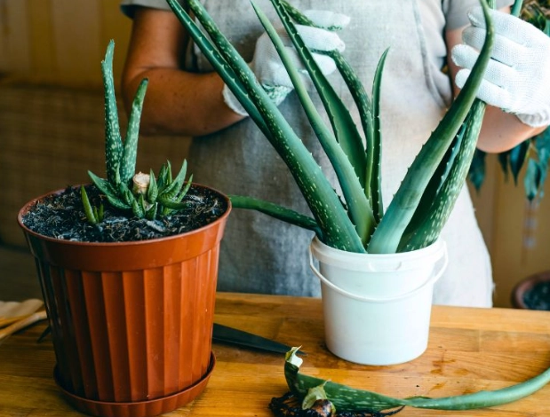 how to grow aloe vera