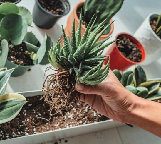 best soil for cactus