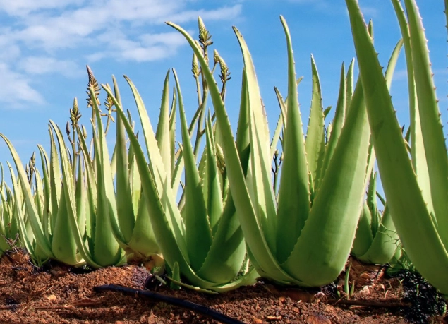 aloe vera soil mix