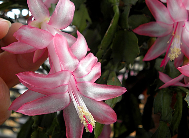 how to repot a zygocactus how to repot a zygocactus