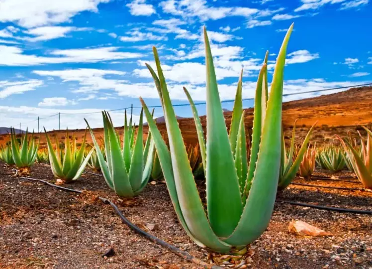 aloe vera plant care aloe vera plant care