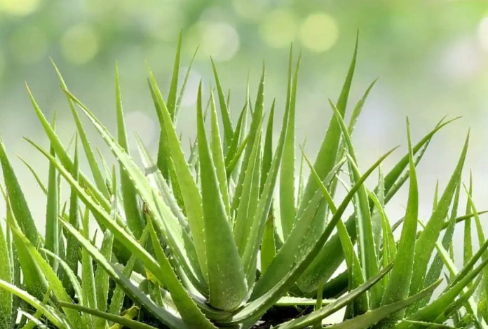 aloe vera leaf care