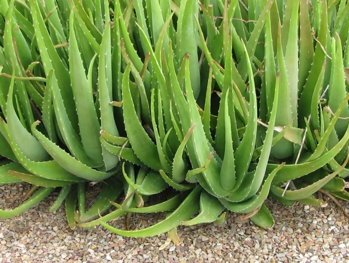 how to harvest aloe vera leaves