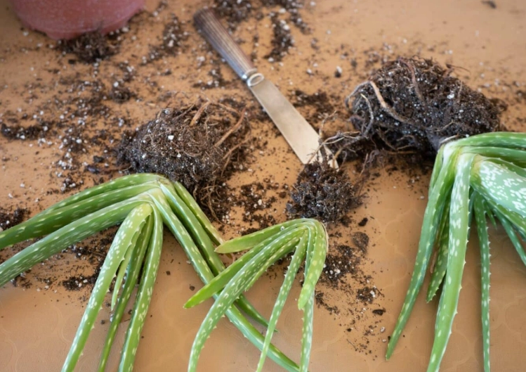 aloe vera care after repotting aloe vera care after repotting