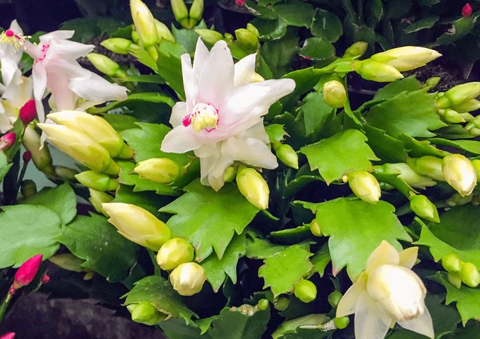 how to make christmas cactus bloom how to make christmas cactus bloom