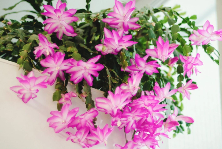 christmas cactus flowering season christmas cactus flowering season