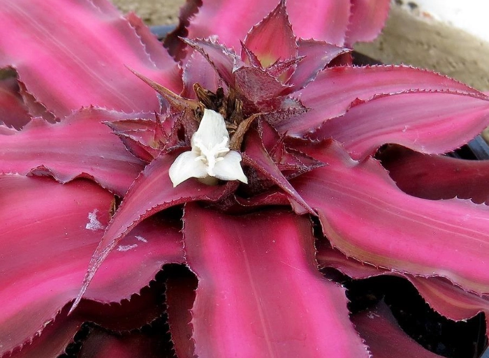 Cryptanthus bivittatus care