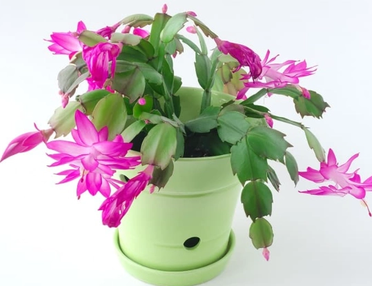 how to repot a zygocactus how to repot a zygocactus