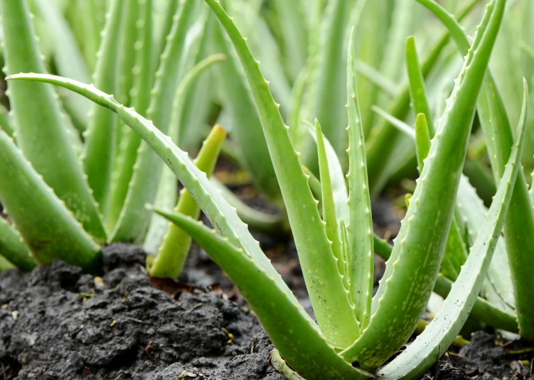 aloe vera leaf care