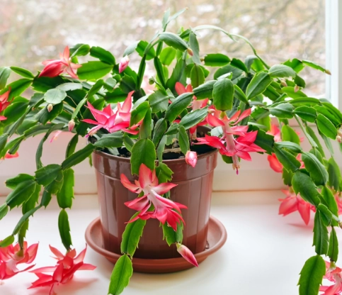 how to repot a zygocactus how to repot a zygocactus