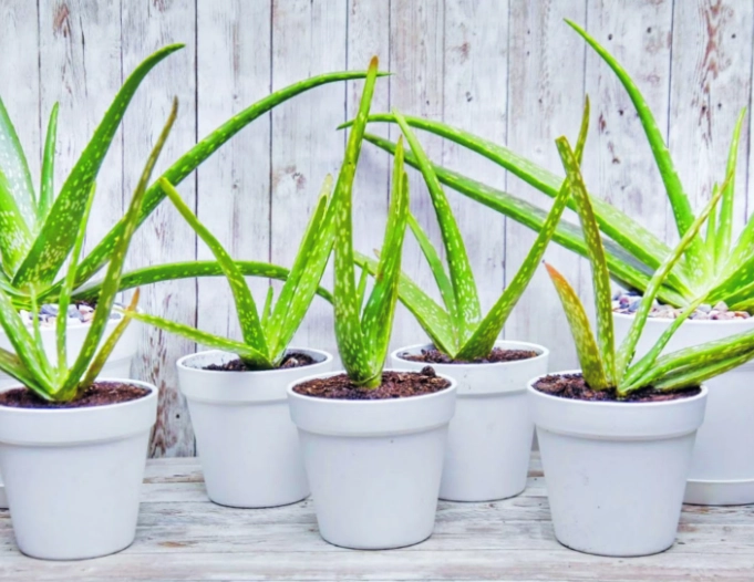 aloe vera plant care aloe vera plant care