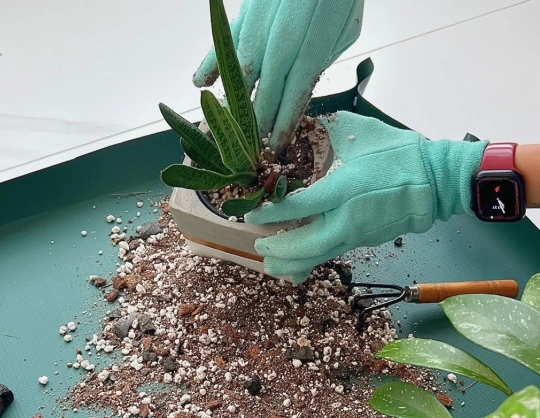 christmas cactus repotting christmas cactus repotting