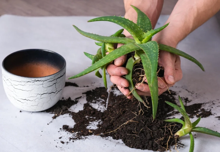 repotting aloe plant repotting aloe plant