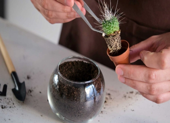 christmas cactus repotting christmas cactus repotting