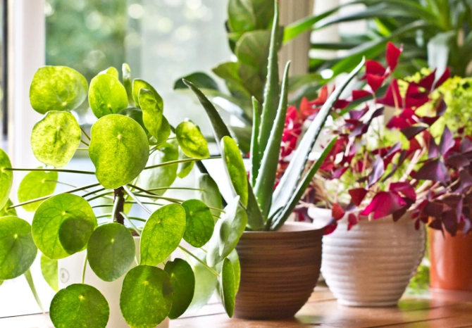 indoor plants names indoor plants names