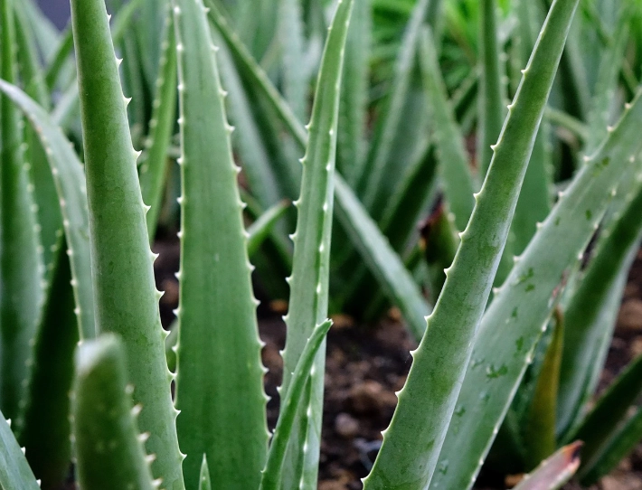 how to harvest aloe vera leaves
