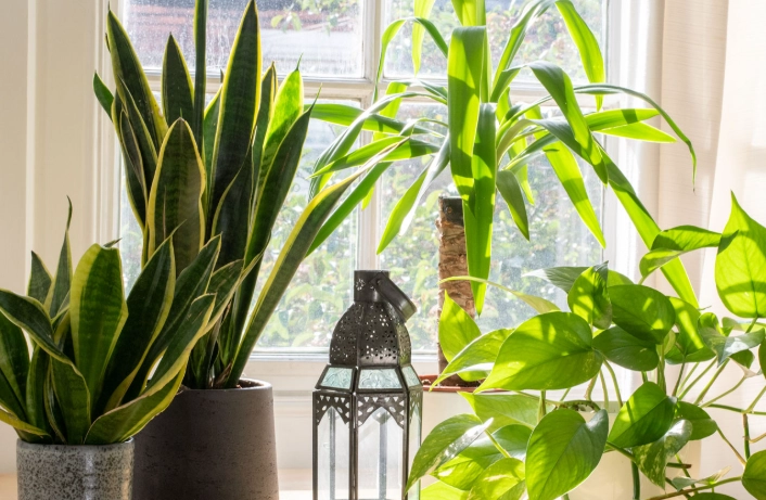 low light houseplants low light houseplants